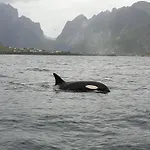 Дом отдыха Lofoten Finnhavn Ovre - Panoramic View Сёрвоген