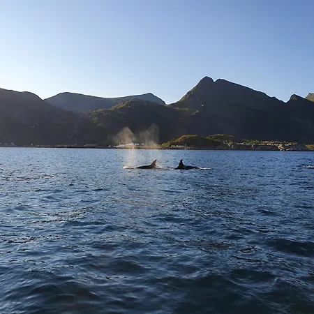 Lofoten Finnhavn Ovre - Panoramic View * Sørvågen