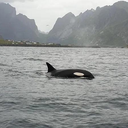 Сasa de vacaciones Lofoten Finnhavn Ovre - Panoramic View Sørvågen