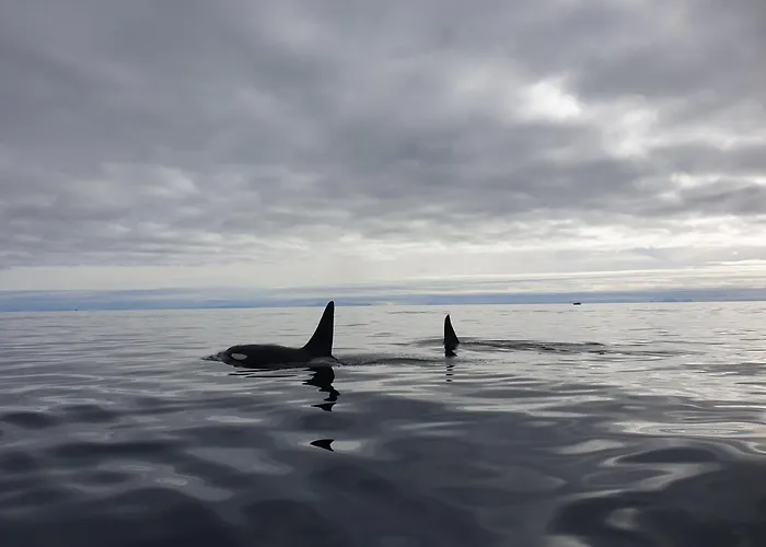 Semesterbostad Lofoten Finnhavn Ovre - Panoramic View