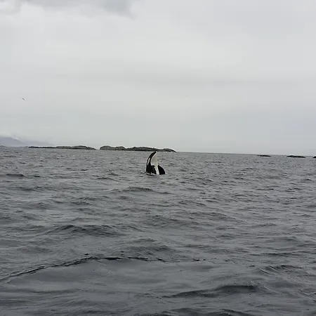 Prázdninový dům Lofoten Finnhavn Ovre - Panoramic View Sørvågen
