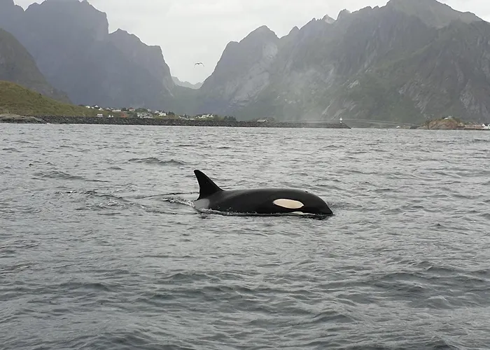 펜션 Lofoten Finnhavn Ovre - Panoramic View Sørvågen